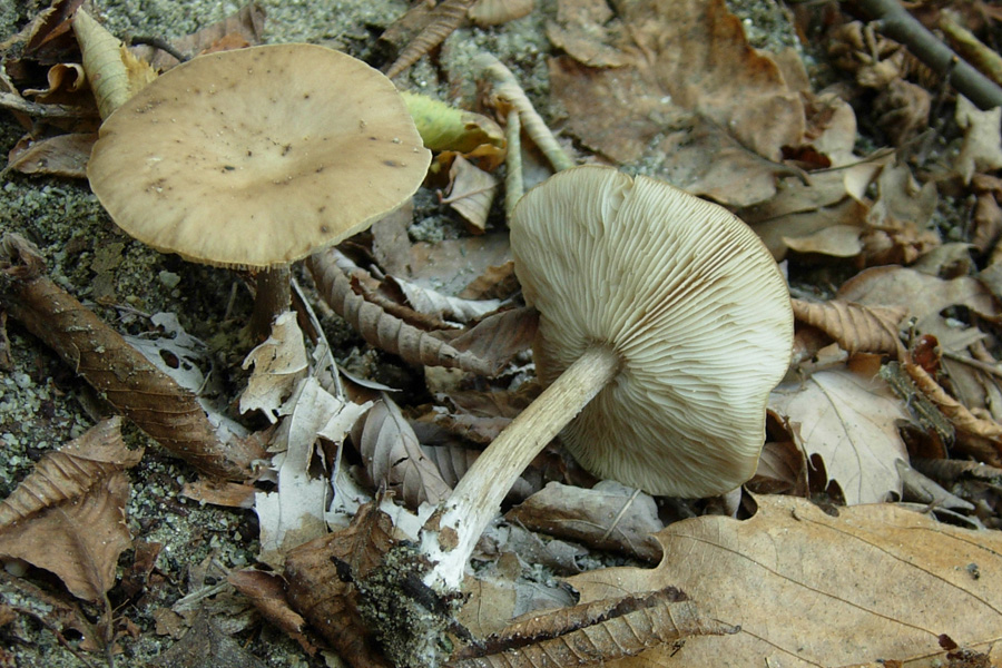 Entoloma?